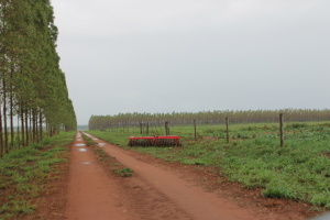 Plantação de soja, pasto e ao fundo a floresta de eucaliptos da fazenda São Matheus (Foto: Ricardo Ojeda)