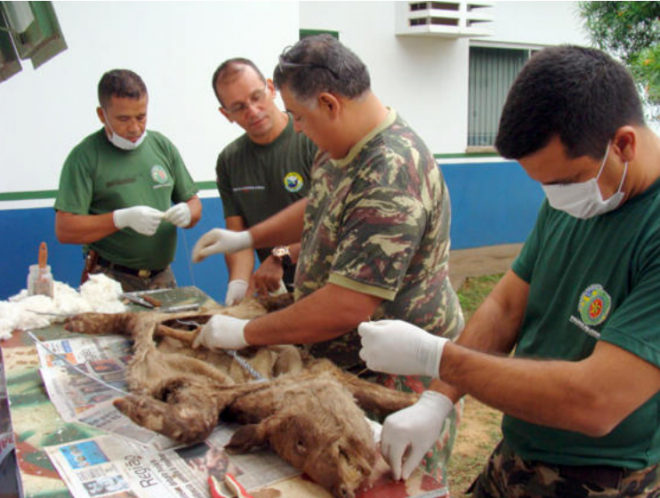 Curso de taxidermia para alunos da UFGD em Dourados Para a UFGD o objetivo é preparar os acadêmicos para produzir material para composição de acervo de museus (Foto: Noticias MS)