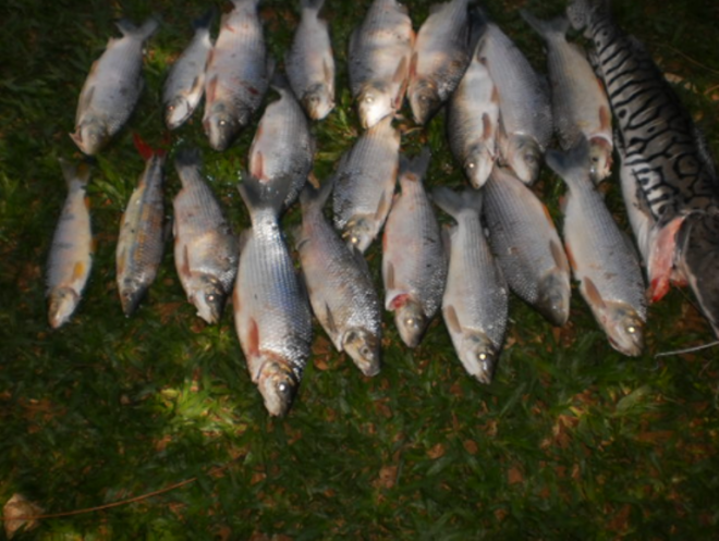 O infrator havia capturado 15 kg de pescado (Foto: Divulgação/PMA)