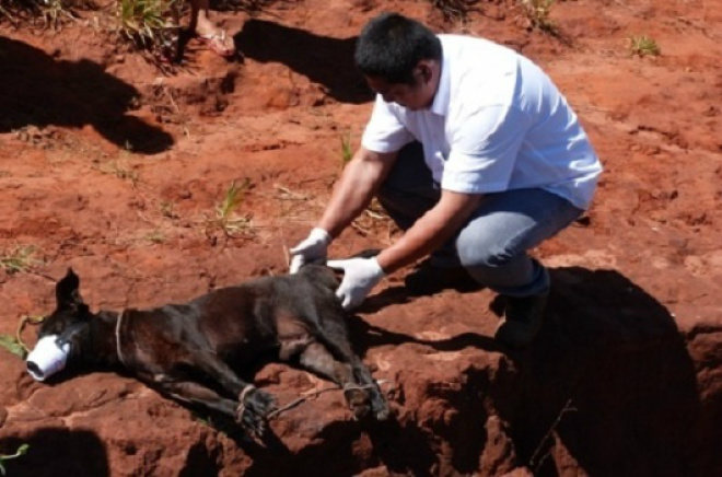 Dona abandona cachorro doente amarrado em buraco em MS O médico veterinário, Leandro Koiti Nakano, foi quem atendeu o animal (Foto: Ivinotícias)