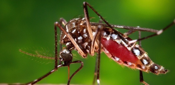 Dengue pode ser transmitida durante o sexo, diz estudo