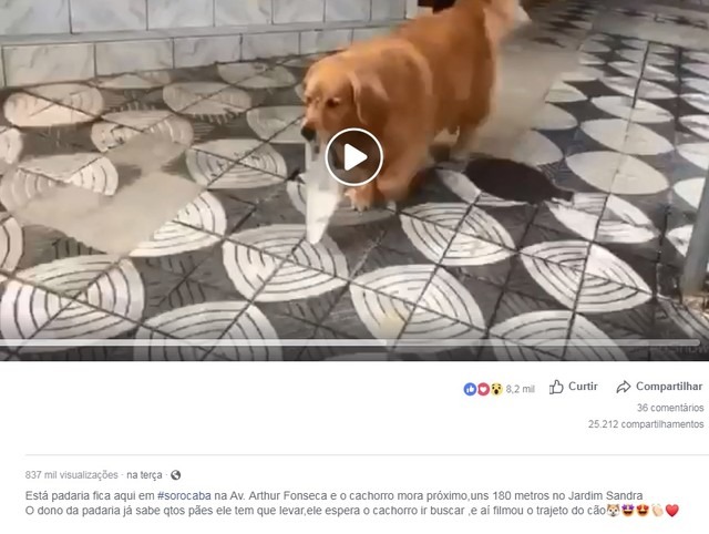 Vídeo de cadela buscando pão 'sozinha' na padaria viraliza na internet Cadela busca pão 'sozinha' na padaria e vídeo viraliza na internet: 'Eu não esperava essa repercussão', diz tutor — Foto: Facebook/Reprodução