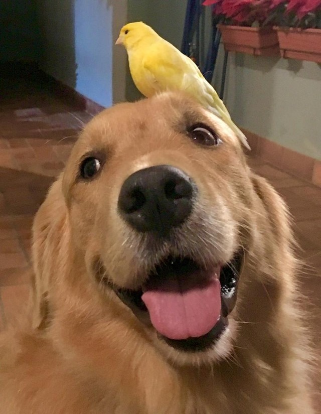 Vídeo de cadela buscando pão 'sozinha' na padaria viraliza na internet O tutor da Mel é que grava e edita os vídeos da cadela e, depois, compartilha somente com amigos na internet — Foto: Reinaldo Rodrigues/Arquivo Pessoal