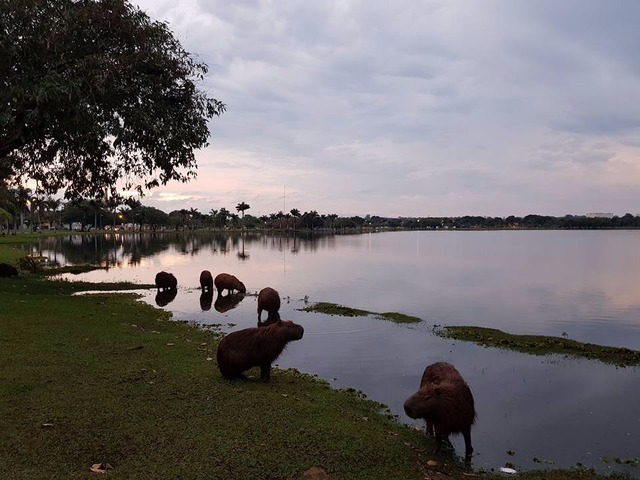 Chuva da trégua para a cidade nesta semana (Foto/Ricardo Ojeda)