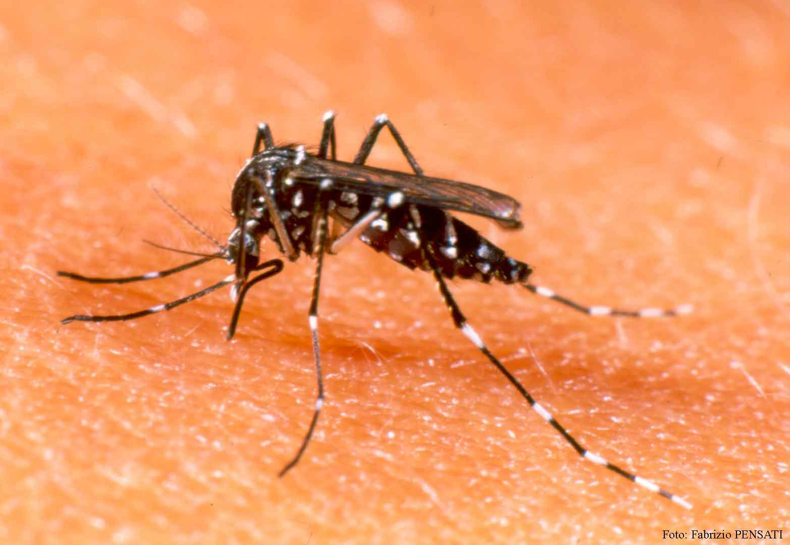 Mosquito se adapta ao frio e epidemia de dengue já atinge 50 cidades de MS Na última semana foram 845 registros em todo o Estado. (Foto: Divulgação)