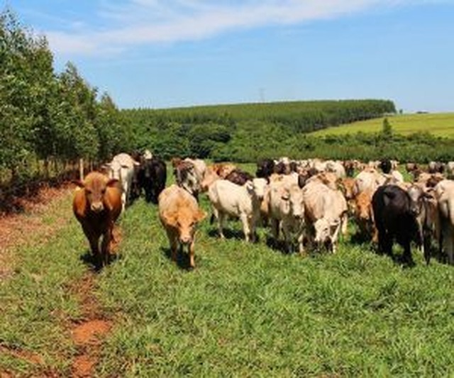 Pastagens degradadas em MS somam 14 milhões de hectares MS ocupa a 1ª posição nacional em implantação de ILPF - Foto: Arquivo Correio do Estado