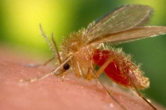Vigilância Epidemiológica de Três Lagoas investiga suspeita de caso de morte por Leishmaniose O flebótomo, transmissor da Leishmaniose. Foto: Divulgação