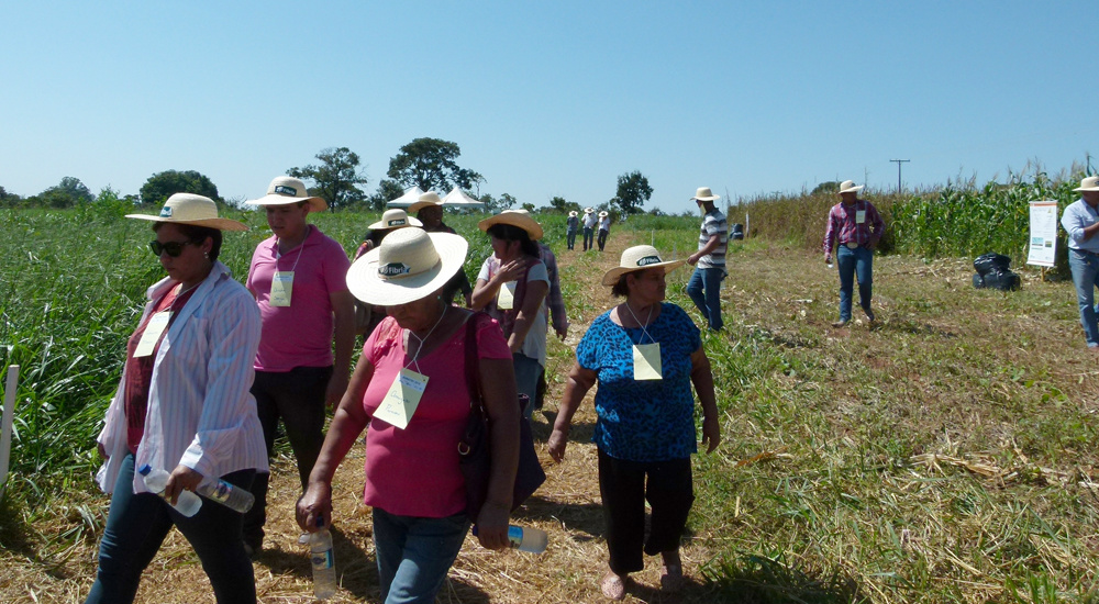 Fibria promove “Dia de Campo” para fortalecimento da produção de leite na região de Três Lagoas, Brasilândia e Selvíria (MS) Encontro técnico discute prática de manejo de pastagem para pecuária leiteira. (Foto: Assessoria)