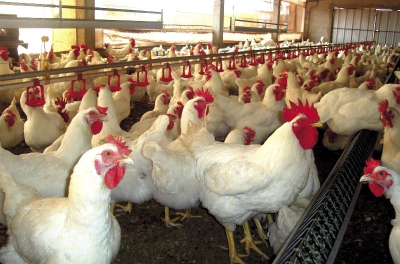 Arábia Saudita suspende importação de carne de frango de 33 frigoríficos do Brasil Foto/Divulgação