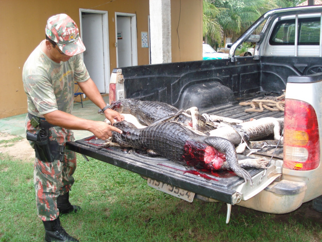 Ambiental prende caçadores e empresário que organizava caçadas Policial Ambiental exibe animais jacarés abatidos pelo grupo de caçadores (Foto: PMA)