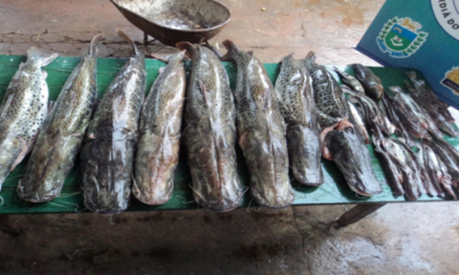 PMA prende pescador e apreende 108 kg de pescado em Coxim A PMA encontrou em um frízer 100 kg de pescado da espécie pintado, 3 kg da espécie jurupensém, 3 kg da espécie jurupoca e 1 kg da espécie piavuçu (Foto: Divulgação/Assecom)