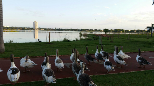 Patos compõem a paisagem na Lagoa Maior. (Foto: Ricardo Ojeda)  