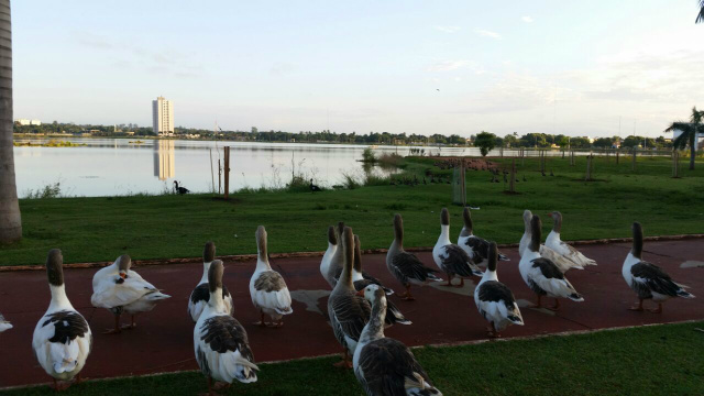 Previsão de ventos leves e alta temperatura para hoje em Três Lagoas Patos compõem a paisagem na Lagoa Maior. (Foto: Ricardo Ojeda)