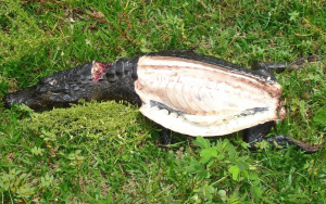 Carcaça de jacaré encontrada na fazenda durante operação da Ambiental (Foto: PMA)