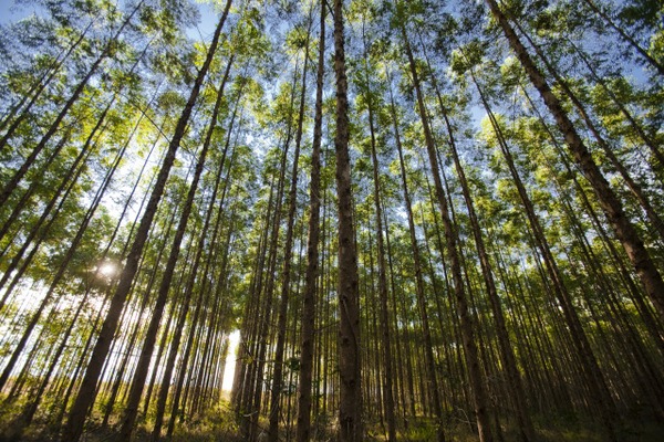 96% dos 450 mil hectares de maciço florestal da Fibria em Mato Grosso do Sul são monitorados por câmeras. Foto: Divulgação