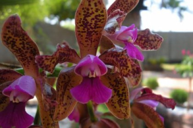 Casa do Artesão realiza Exposição de Orquídeas em Três Lagoas