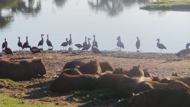 Estiagem prejudica saúde de animais e pessoas e traz desafios para alimentação e hidratação Animais sofrem com a falta de comida na Lagoa Maior. Período de estiagem já promete ser maior que o do ano passado. Foto: Ricardo Ojeda