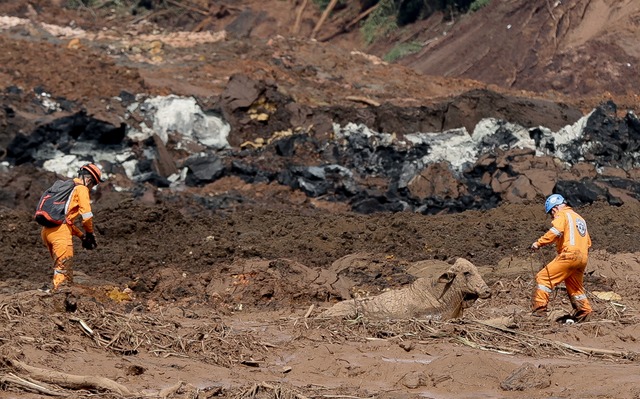 Buscas por sobreviventes em Brumadinho são retomadas, diz Defesa Civil Equipes tentam resgatar uma vaca que ficou presa na lama. Equipes de resgate fazem buscas por desaparecidos na região de Brumadinho (MG), após o rompimento da barragem da Mina do Córrego do Feijão. (Foto: Pedro Ladeira/Folhapress)