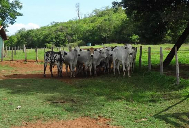 A polícia acredita que o grupo tenha levado para Goiás mais de uma centena de bovinos, sendo que 19 deles foram recuperados essa semana (Foto: Policia Civil) 