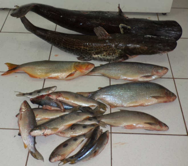 Dentro de um veículo havia 50 kg de pescado das espécies pintado, dourado, piau, piapara e piracanjuba (Foto: Divulgação/PMA)