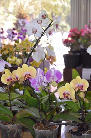 Exposição de Rosas do Deserto e Orquídeas iniciou ontem na Casa do Artesão