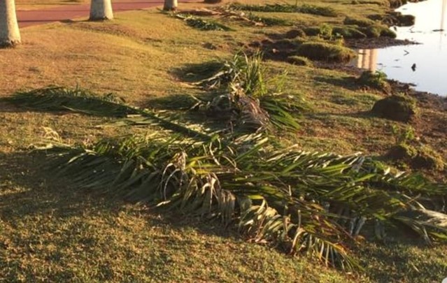 Estiagem prejudica saúde de animais e pessoas e traz desafios para alimentação e hidratação Folhas de palmeiras foram colocadas em trechos da lagoa para que servissem de alimentação às capivaras. Foto enviada à redação por leitor.