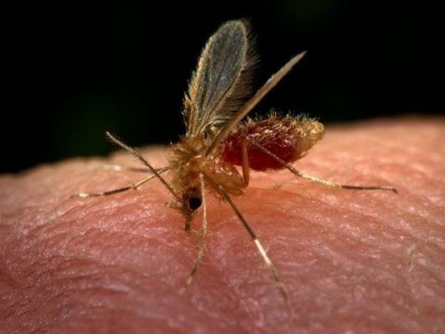 Leishmaniose humana tem 6 casos confirmados no Estado neste ano Flebótomo, causador da leishmaniose, tem hábitos diferentes do Aedes, adverte especialista. (Foto: Divulgação)