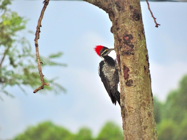 Práticas de manejo sustentável da Fibria contribuem para conservação da biodiversidade em Três Lagoas Monitoramentos realizados na região leste de MS identificaram 473 espécies de plantas e 727 de animais (Foto/Assessoria)