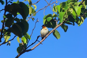 Práticas de manejo sustentável da Fibria contribuem para conservação da biodiversidade em Três Lagoas Práticas de manejo sustentável da Fibria contribuem para conservação da biodiversidade em Três Lagoas