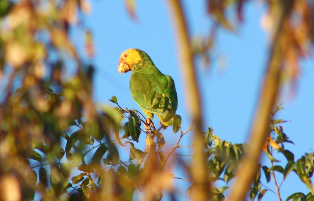 Práticas de manejo sustentável da Fibria contribuem para conservação da biodiversidade em Três Lagoas Práticas de manejo sustentável da Fibria contribuem para conservação da biodiversidade em Três Lagoas