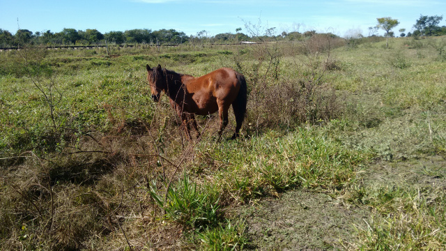 Os animais tinha livre acesso às nascentes da Área de Preservação Permanente (APP). (Foto: Assessoria)