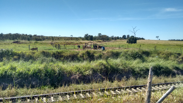 PMA autua agricultor por criar gado, que degradava nascentes e em margem de via férrea