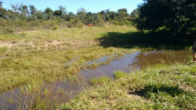 PMA autua agricultor por criar gado, que degradava nascentes e em margem de via férrea