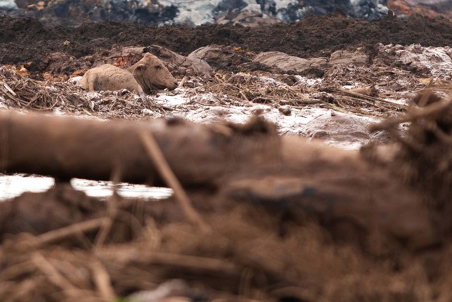 Animais são sacrificados em meio à lama de Brumadinho Animais lutam pela vida durante desastre ambiental na represa da Cia Vale, em Corrego do Feijão-Brumadinho, região metropolitana de Belo Horizonte, MG, na tarde desta sexta feira (25) (foto Giazi Cavalcante)