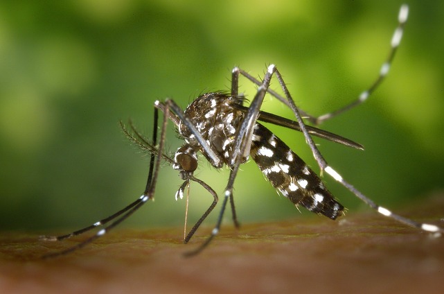 Três Lagoas registra mais de mil notificações de dengue em um mês
