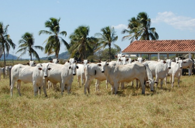 A propriedade sentiu falta dos animais durante vacinação (foto: Divulgação)