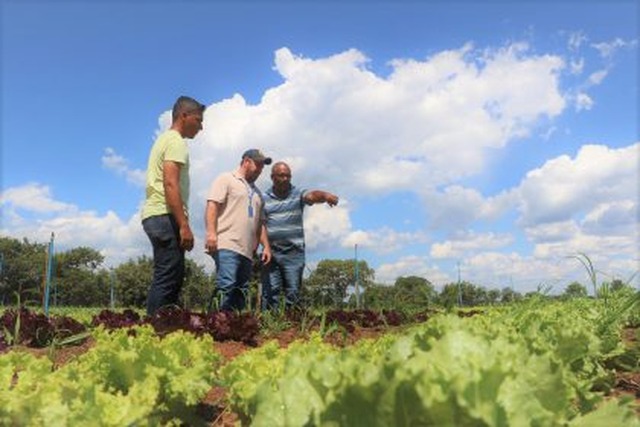 Agricultor familiar apoiado pela SEMEA está na segunda safra de hortaliças em menos de 40 dias