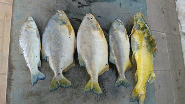 Exemplares de peixes capturados ilegalmente pelo pescador (Foto: Assessoria)