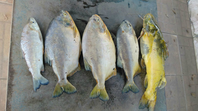 PMA autua pescador utilizando tarrafa em cachoeira e por capturar peixe fora da medida Exemplares de peixes capturados ilegalmente pelo pescador (Foto: Assessoria)