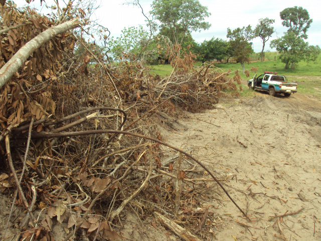 O local onde foi feito o desmatamento, trata -se de área protegida de preservação permanente (APP). (Foto: Assessoria PMA/MS)