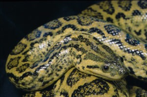 Biodiversidade de MS é publicada em artigos organizados por professores da UFMS Sucuri Amarela