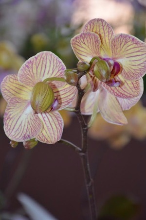 Exposição de Rosas do Deserto e Orquídeas iniciou ontem na Casa do Artesão