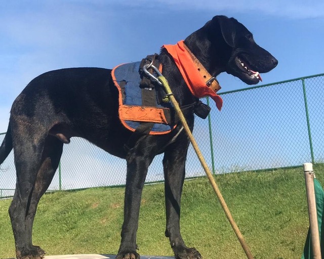 Achado em caçamba de lixo em SP, vira-lata Resgate ajuda nas buscas em Brumadinho Cachorrinho 'Resgate' ajuda bombeiros no resgate das vítimas em Brumadinho (G1)