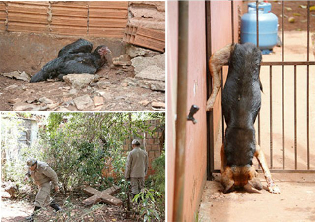 Abelhas matam três cachorros e 30 galinhas e atacam também moradores À esquerda, uma galinha atacada pelas abelhas; embaixo, bombeiros fiscalizam o terreno, mas também são picados e ao lado, um cachorro morto no ataque (Foto: Midiamax News)