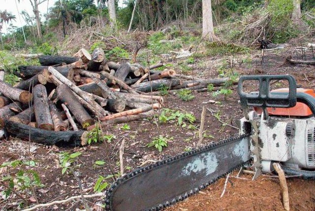 Desmatamento na Amazônia cai 16% em 12 meses Em 12 meses, Amazônia perdeu área de floresta equivalente a quatro vezes a cidade de São Paulo. (Foto: Wilson Dias/ Agência Brasil)