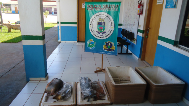 PMA de Três Lagoas autua feirante com 40 quilos de pescado ilegal Para quem não é pescador profissional, a lei estabelece que a pessoa possa portar apenas 10 kg e não pode comercializá-lo (foto: Divulgação)