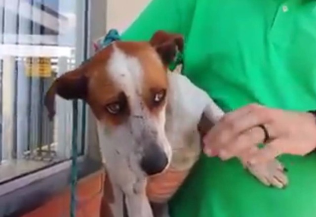 Cachorro passa por cirurgia após ser estuprado em Esteio/RS Cachorrinho, apelidado de Alemão, deve receber alta inda essa semana. (Foto:Reprodução Facebook)
