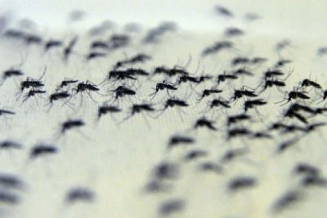 Rede pública vai distribuir repelente às grávidas contra o Aedes aegypti Mosquito é responsável pelatransmissão da dengue, chikungunya e zika vírus - Foto: Comunicação/Instituto Oswaldo Cruz
