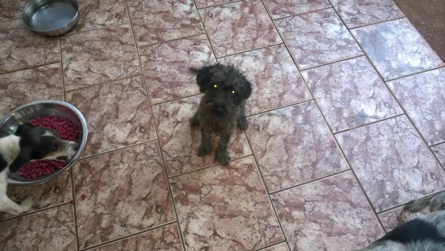 O cãozinho Neguinho está desaparecido desde a madrugada de hoje e os donos estão à sua procura