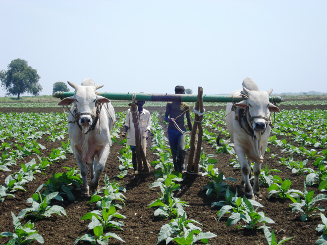 Os animais são utilizados para trabalhar em pequenas plantações (Foto: Divulgação/Assecom)